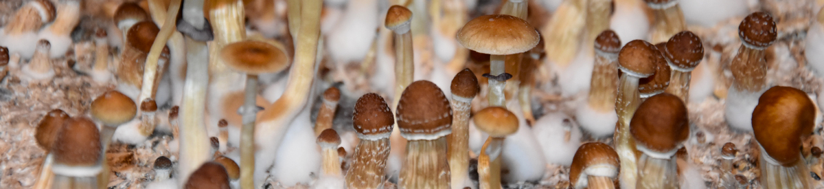 Psychedelics: Considerations Before Use
